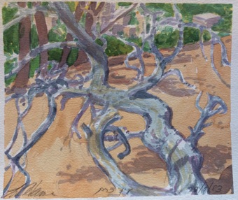 Branches Branches
